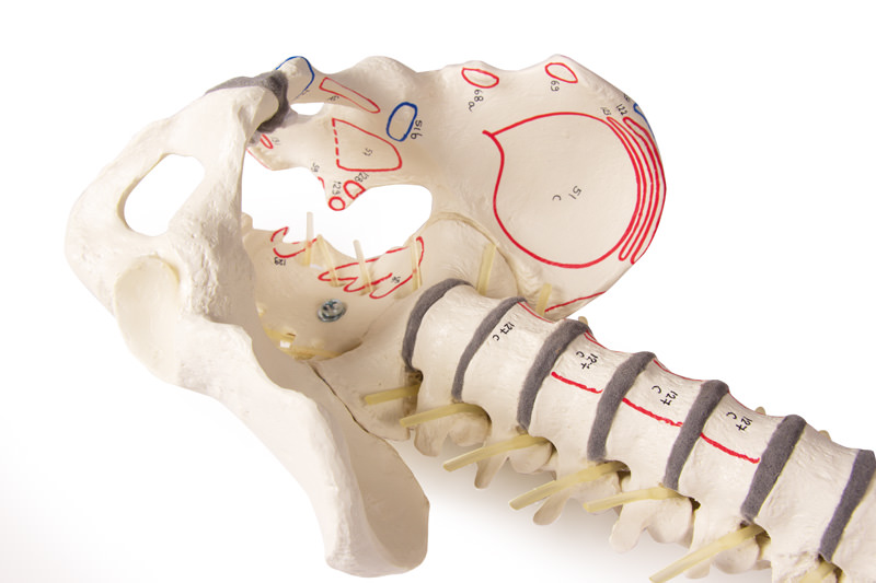 Wirbelsäule mit Becken und Muskelmarkierungen