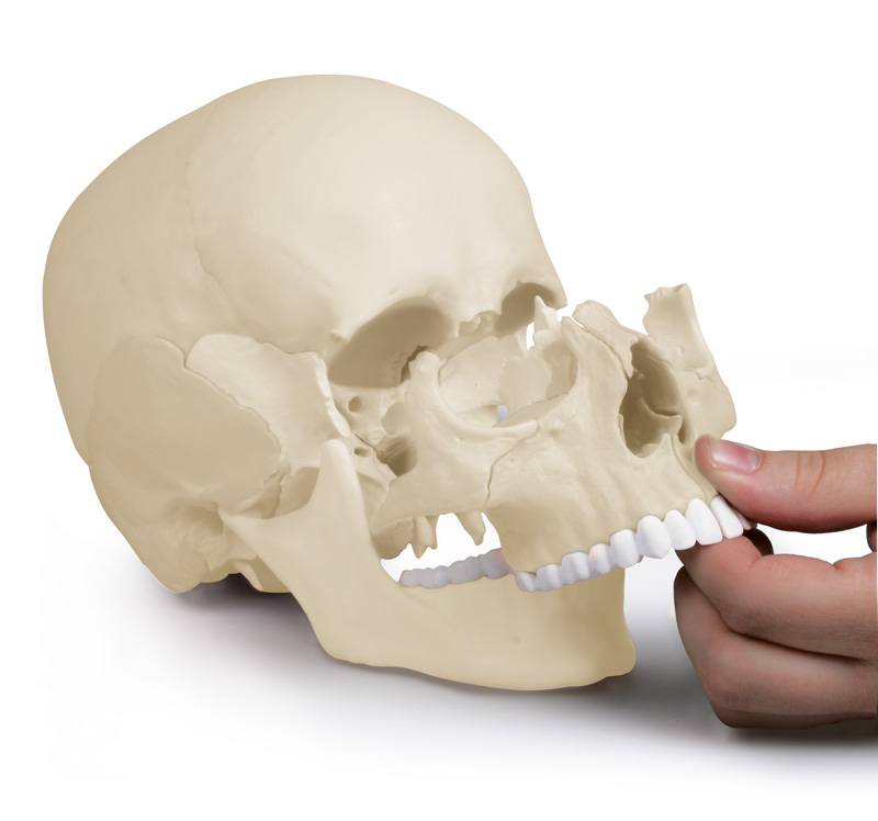 Osteopathie Schädelmodell, 22-teilig, anatomische Ausführung