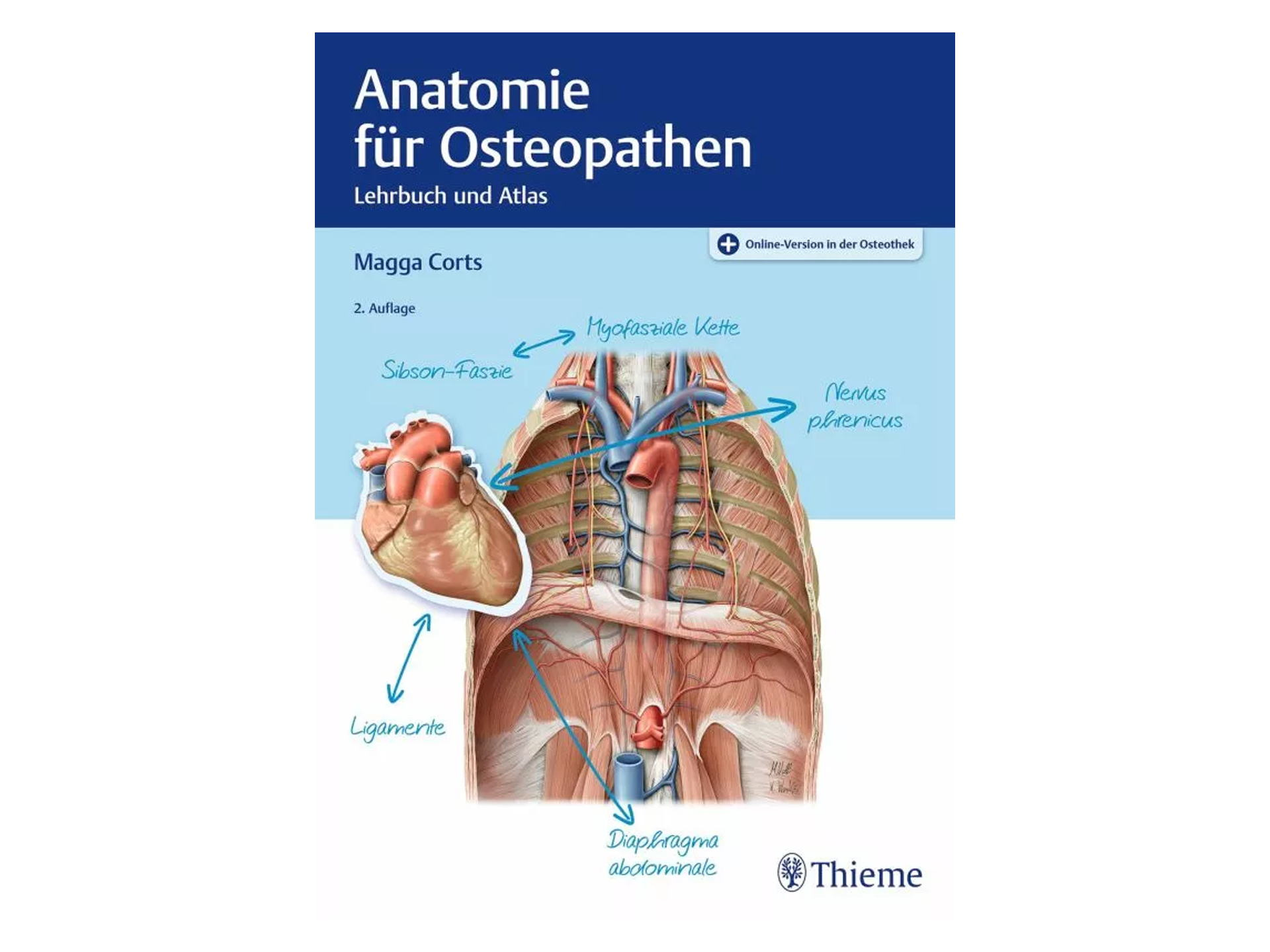 Anatomie für Osteopathen