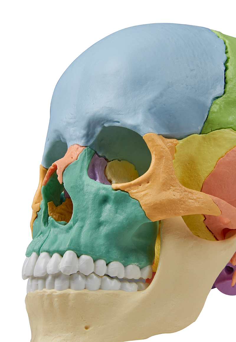 Osteopathie Schädelmodell, 22-teilig, didaktische Ausführung Osteopathie Schädelmodell, 22-teilig, didaktische Ausführung