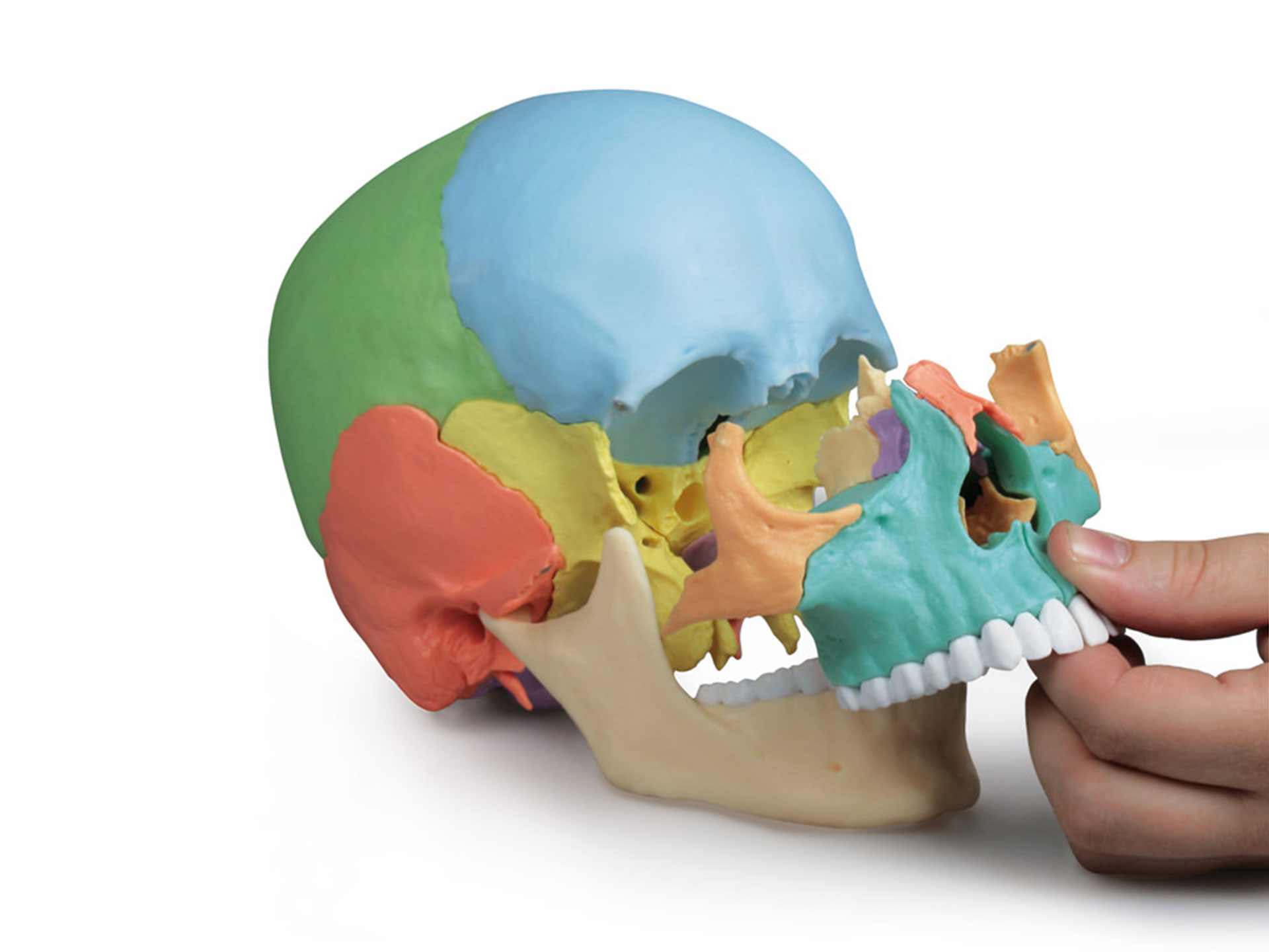 Osteopathie Schädelmodell, 22-teilig, didaktische Ausführung