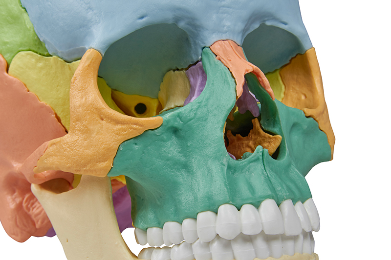 Osteopathie Schädelmodell, 22-teilig, didaktische Ausführung Osteopathie Schädelmodell, 22-teilig, didaktische Ausführung