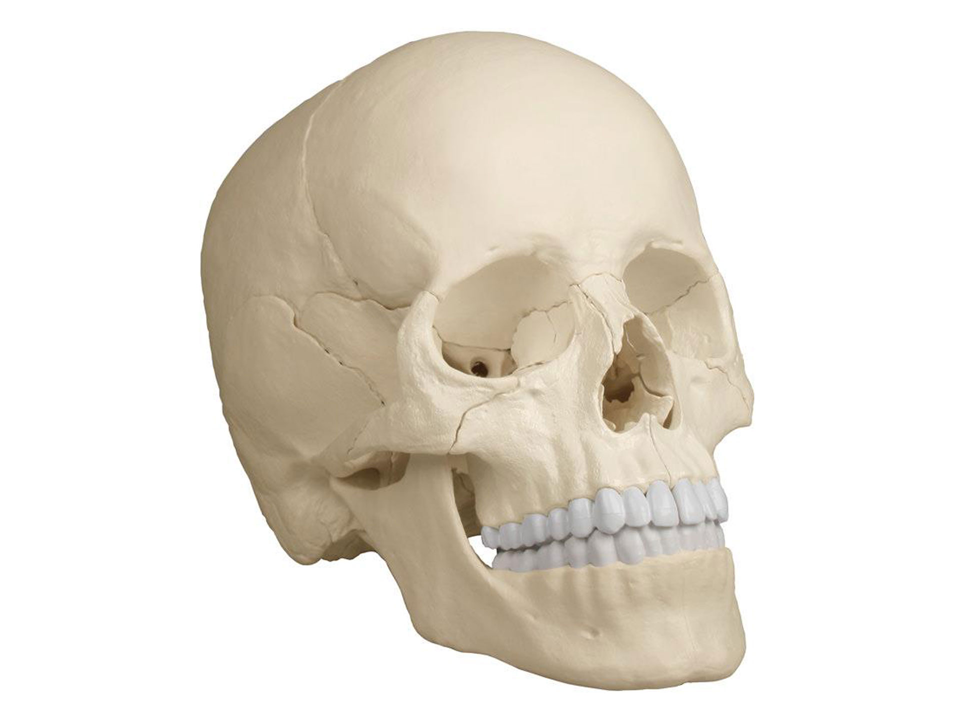 Osteopathie Schädelmodell, 22-teilig, anatomische Ausführung